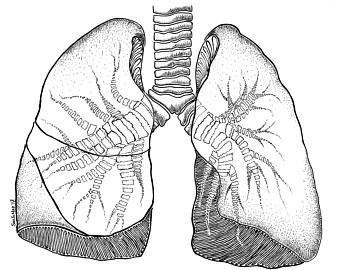 340x270 human lungs etsy - Human Lungs Drawing
