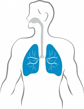 284x368 human lungs free vector in adobe illustrator - Human Lungs Drawing