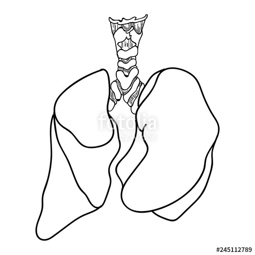 500x500 human lungs anatomy isolated on white background vector - Human Lungs Drawing