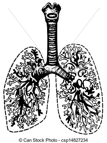 352x470 human lungs - Human Lungs Drawing