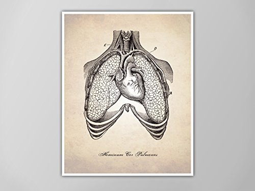 500x375 human anatomy, heart and lungs art print, medical - Human Lungs Drawing
