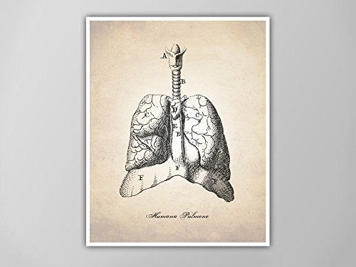 500x375 human anatomy lungs art print, medical illustration - Human Lungs Drawing