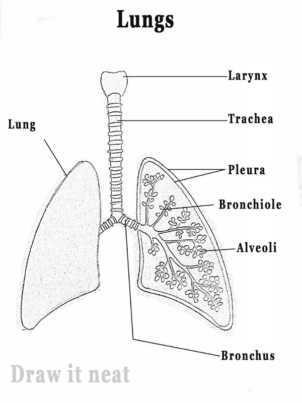 600x800 draw it neat how to draw lungs diagram it's a beautiful day - Human Lungs Drawing