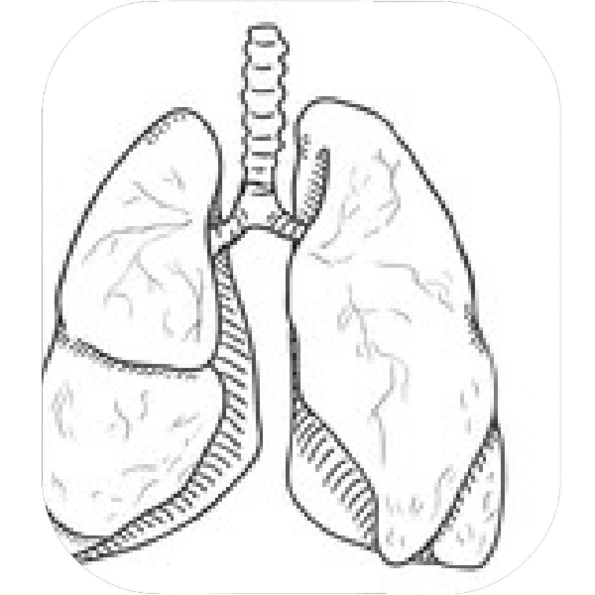 20+ Inspiration Drawing Of Lungs With Labels | Invisible Blogger