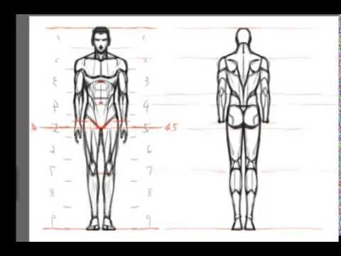 480x360 draw the male body from front and back - Human Male Body Drawing