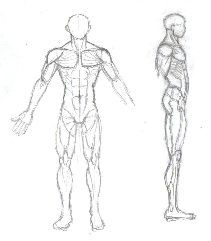 800x912 human male body drawing at getdrawings free for personal use human - Human Male Body Drawing