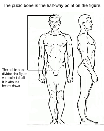 352x442 Figure Drawing Proportions To Know - Human Male Body Drawing