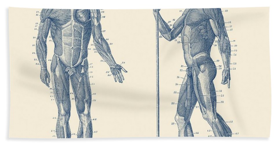 967x500 dual view human muscle system - Human Muscles Drawing