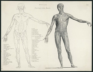 300x231 first layer of muscles in the human drawing - Human Muscles Drawing