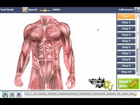 480x360 how to draw human muscles - Human Muscles Drawing