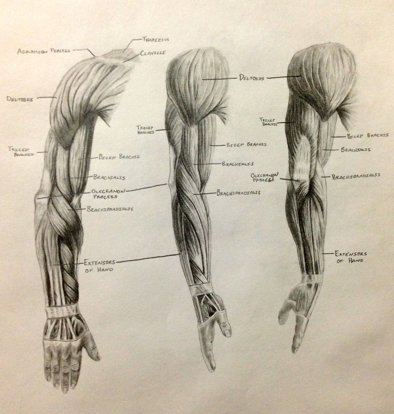 1600x1679 human anatomy muscles drawing muscle anatomy drawing images - Human Muscles Drawing