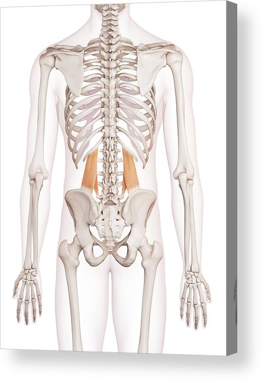 517x750 human muscles acrylic print - Human Muscles Drawing