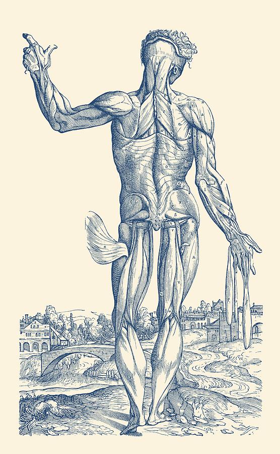 556x900 Human Muscular System - Human Muscles Drawing