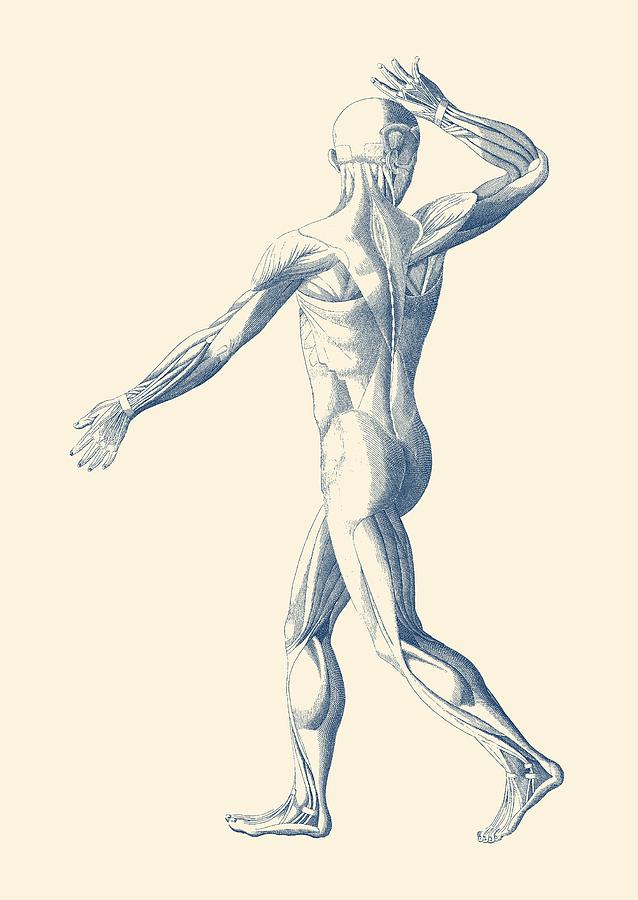 638x900 Human Muscular System - Human Muscles Drawing