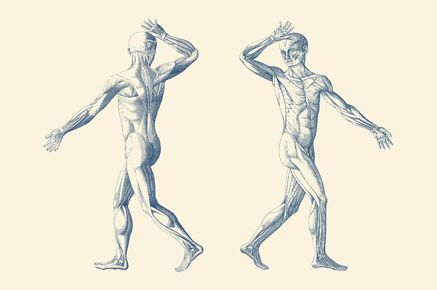 900x598 Human Muscular System - Human Muscles Drawing