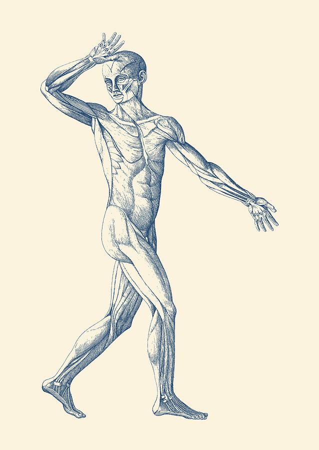 638x900 Human Muscular System - Human Muscles Drawing