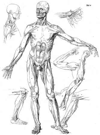 333x450 the art student's guide to the bones and muscles of the human body - Human Muscles Drawing