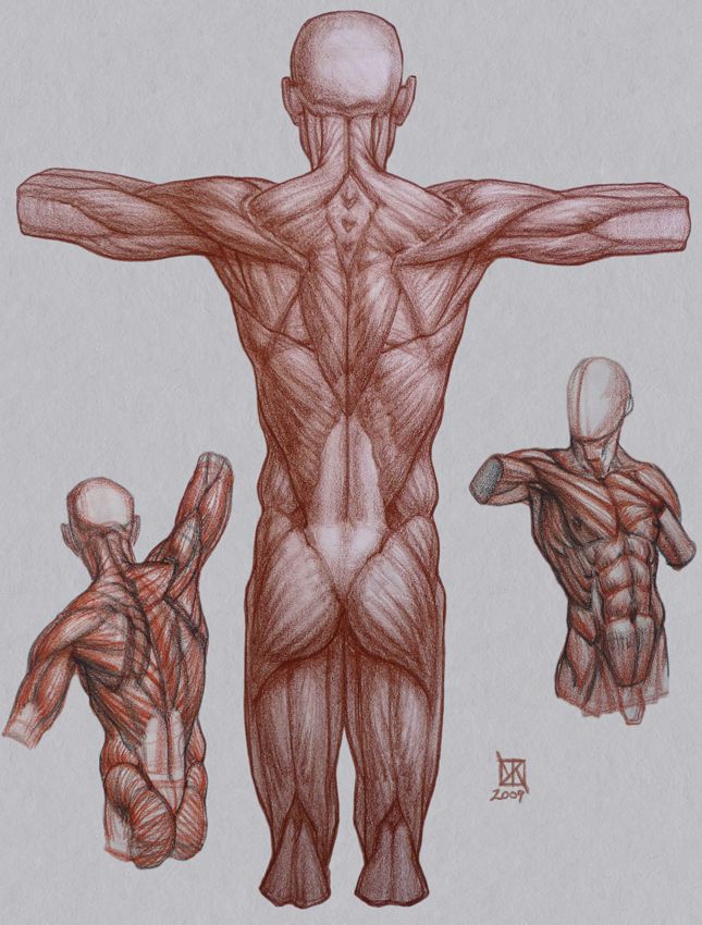 645x850 to help you learn to draw people sometimes the best way to learn - Human Muscles Drawing