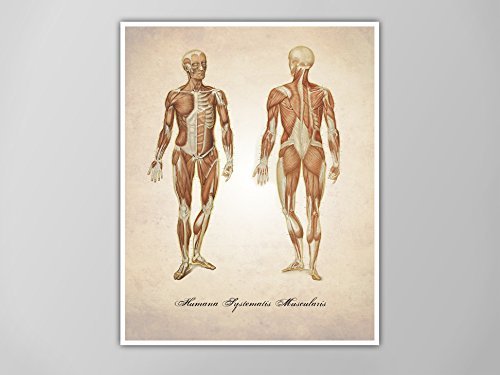 500x375 muscular system art print, muscles human anatomy - Human Muscles Drawing