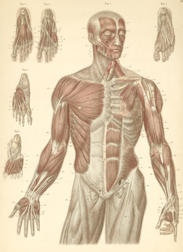 362x500 anatomy atlases atlas of human anatomy plate - Human Muscles Drawing
