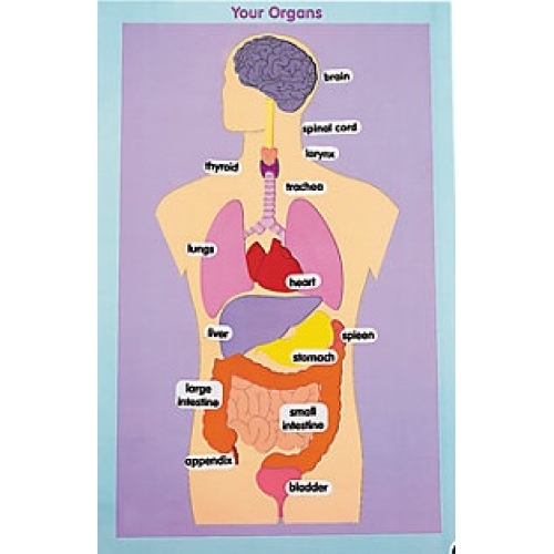 Illustration Major Organs Of The Human Body - Illustration of Many