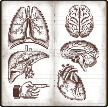 380x377 heart organ drawing awesome human organs in vintage style art - Human Organs Drawing