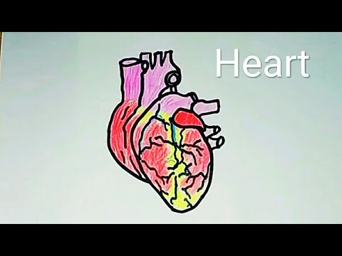 480x360 how to draw a heart human organs drawing easy step - Human Organs Drawing
