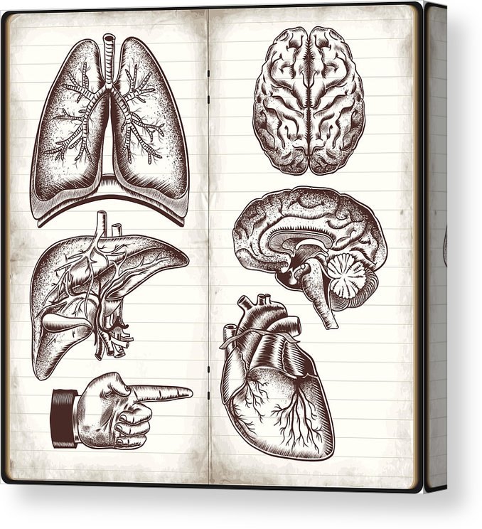 external organs drawing