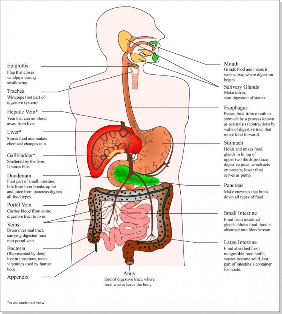 918x1024 human organs in the body - Human Organs Drawing