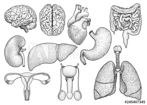 body organs drawing easy