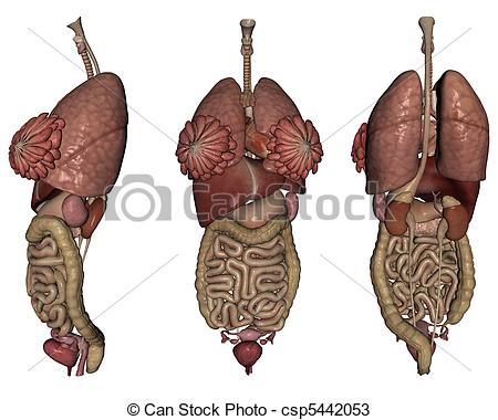 450x380 human organs rendered human organs on white background isolated - Human Organs Drawing