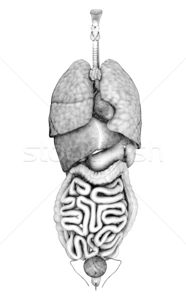 drawing of human organs