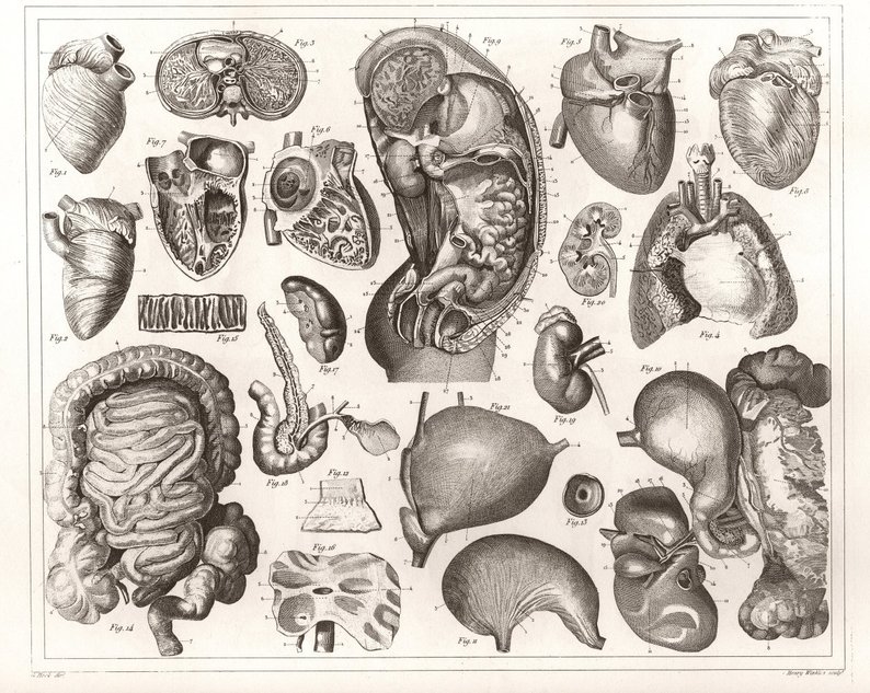 794x633 medical illustration of human organs new fine art giclee etsy - Human Organs Drawing