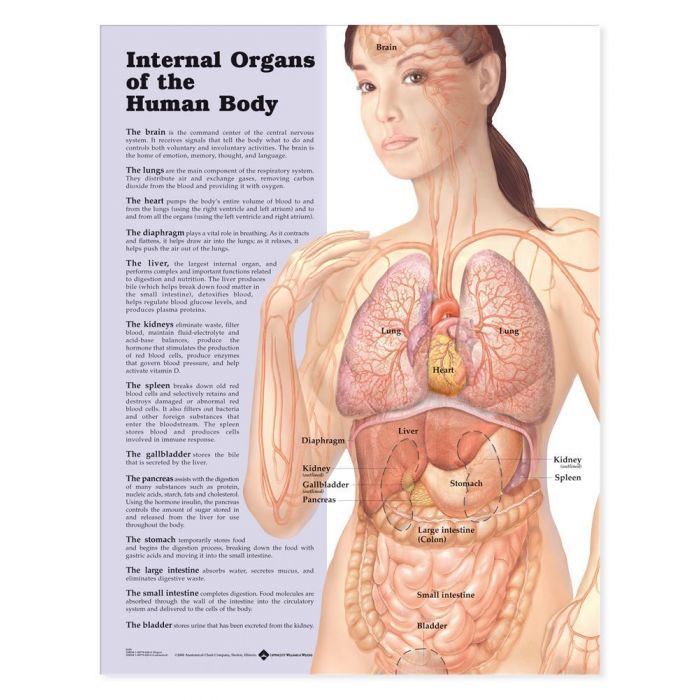 700x700 internal organs of the human body anatomical chart - Human Organs Drawing