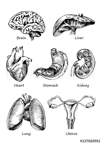 Human Organs Drawing at PaintingValley.com | Explore collection of