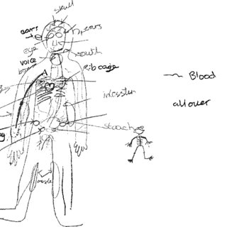 external organs drawing