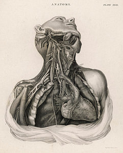 241x300 a dissection of the upper torso drawing - Human Organs Drawing