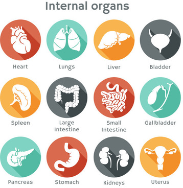 358x368 drawing of human body with internal organs free vector download - Human Organs Drawing