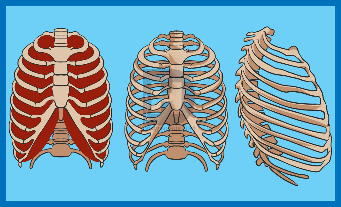 1109x673 How To Draw A Rib Cage, Step - Human Rib Cage Drawing
