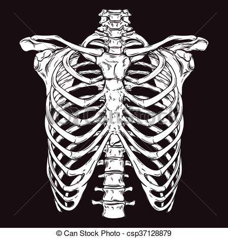 450x470 Huge Collection Of 'ribcage Drawing' Download More Than Images - Human Rib Cage Drawing