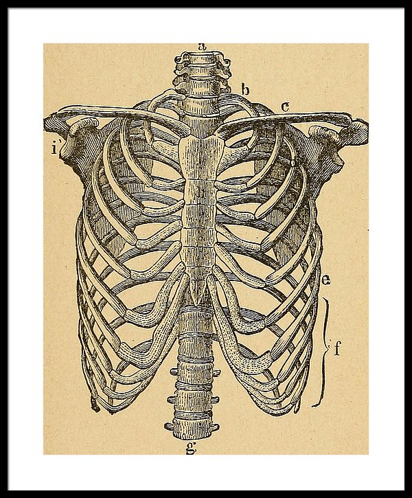 600x725 Human Rib Cage Framed Print - Human Rib Cage Drawing