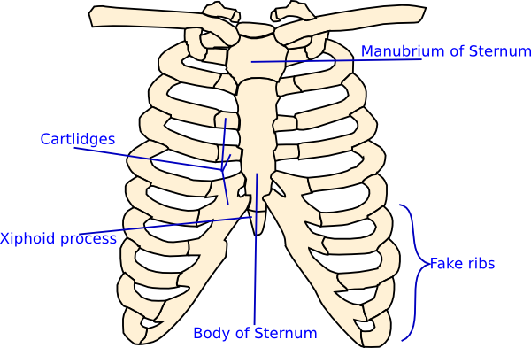 600x393 Labelled Rib Cage Clip Art - Human Rib Cage Drawing