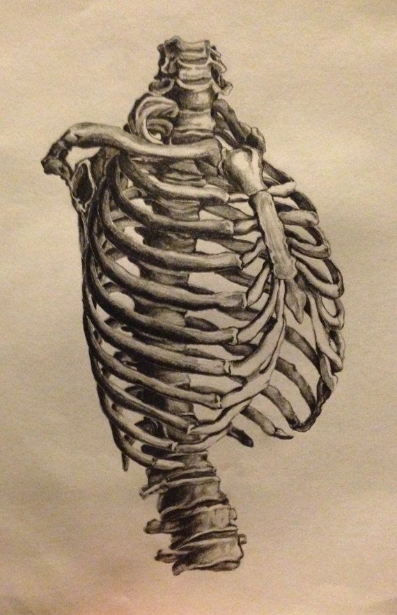 570x883 Original Non Print Realistic Drawing Of Human Ribcage - Human Rib Cage Drawing