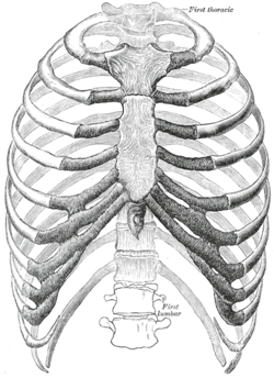 250x344 Rib - Human Rib Cage Drawing