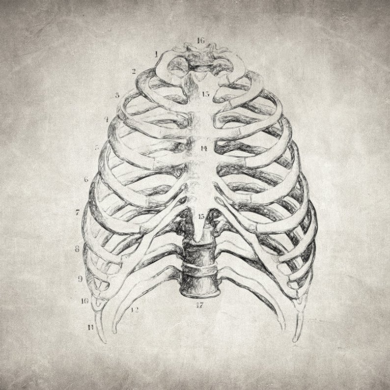 794x794 Rib Cage Drawing Human Rib Cage Anatomy Art Anatomical Etsy - Human Rib Cage Drawing