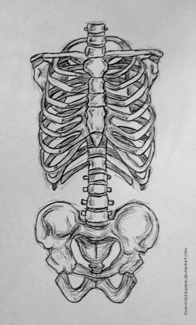 400x663 Ribcage And Pelvis Sketch - Human Rib Cage Drawing
