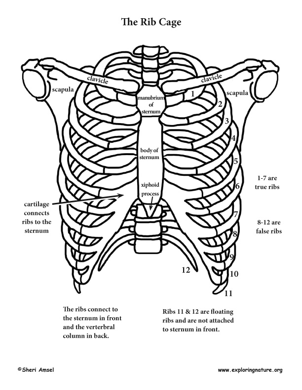 612x792 Shoulder, Rib Cage And Upper Limb - Human Rib Cage Drawing
