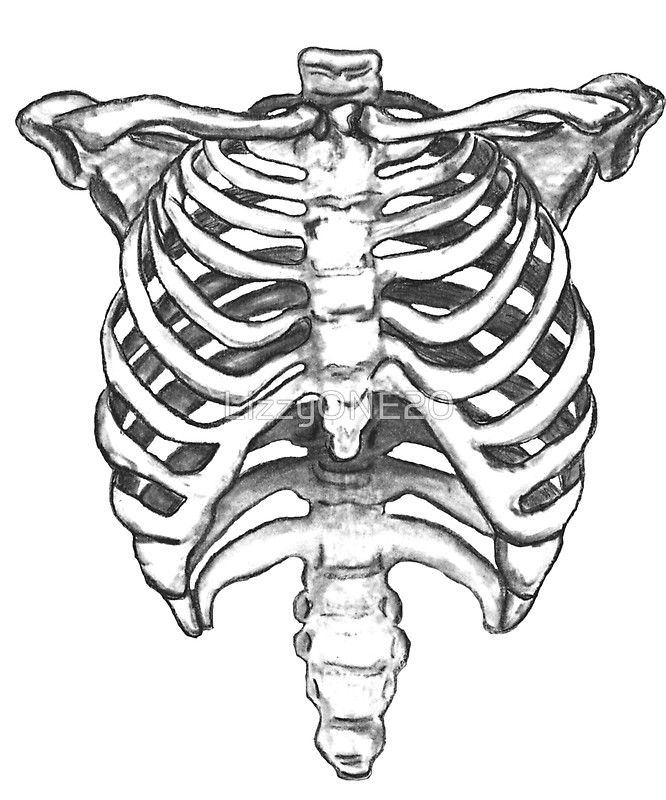 666x800 skeleton ribcage - Human Rib Cage Drawing.