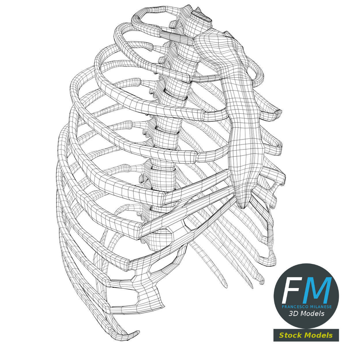 Human Rib Cage Drawing At PaintingValley Com Explore Collection Of Human Rib Cage Drawing