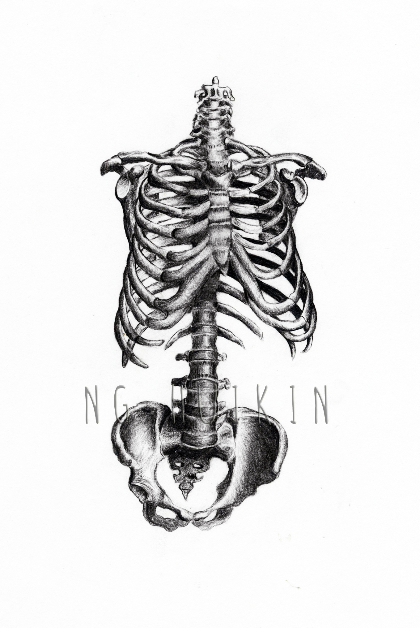 1359x2029 Human Anatomy Hui Kin - Human Rib Cage Drawing